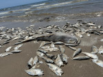 Thousands of fish wash up dead on south coast of US