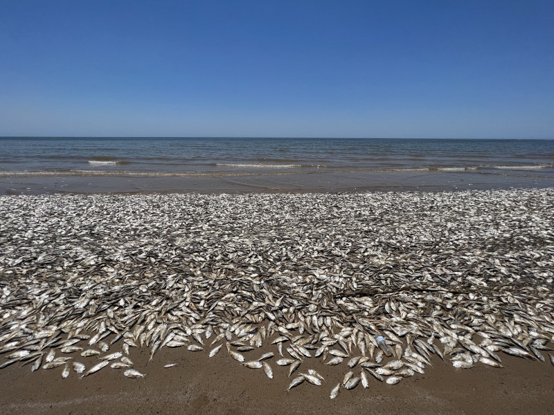 Thousands of fish wash up dead on south coast of US