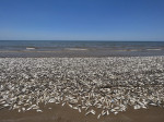 Thousands of fish wash up dead on south coast of US