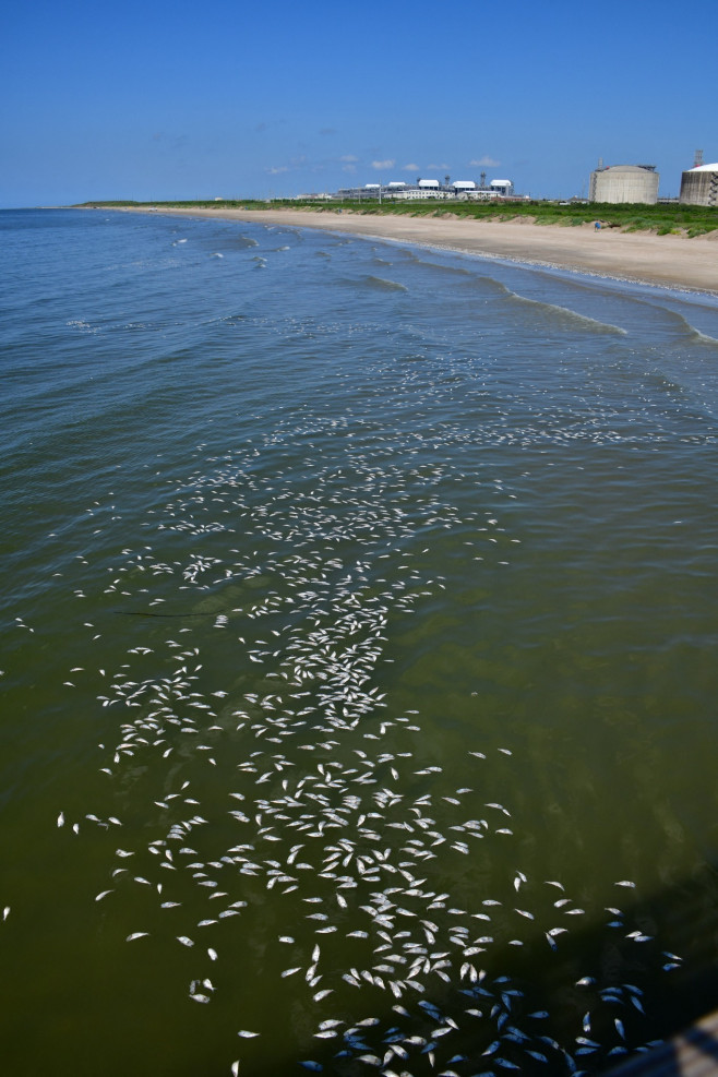 Thousands of fish wash up dead on south coast of US