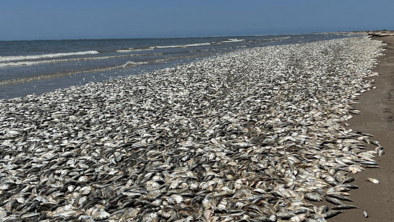 O plajă de pe Coasta Golfului din Texas s-a umplut de pești morți.