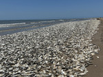 O plajă de pe Coasta Golfului din Texas s-a umplut de pești morți.