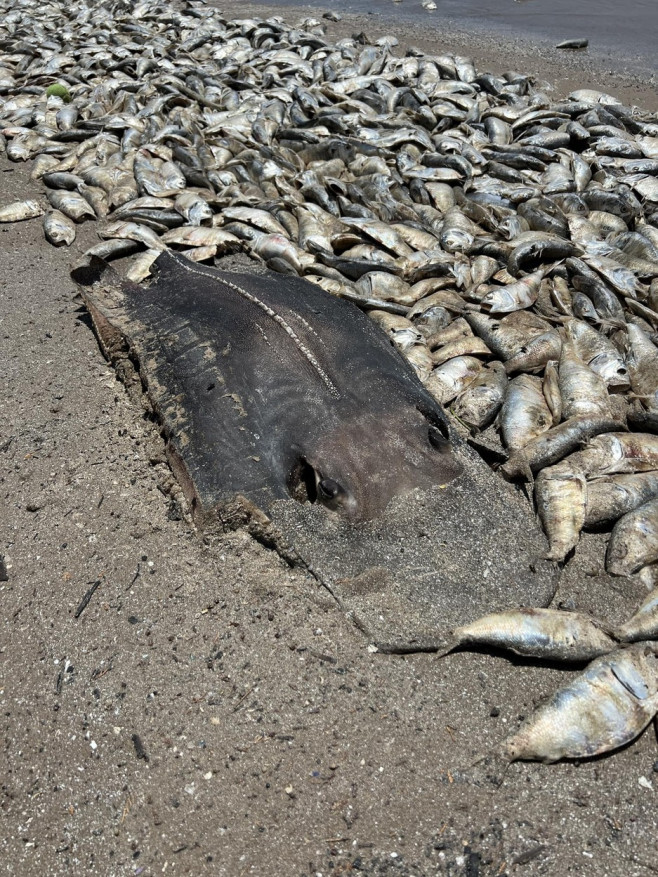 Thousands of fish wash up dead on south coast of US