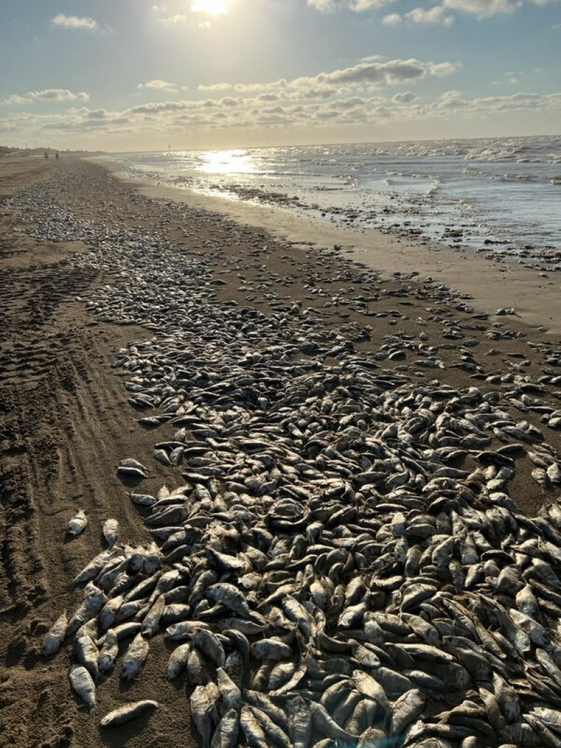 Thousands of fish wash up dead on south coast of US