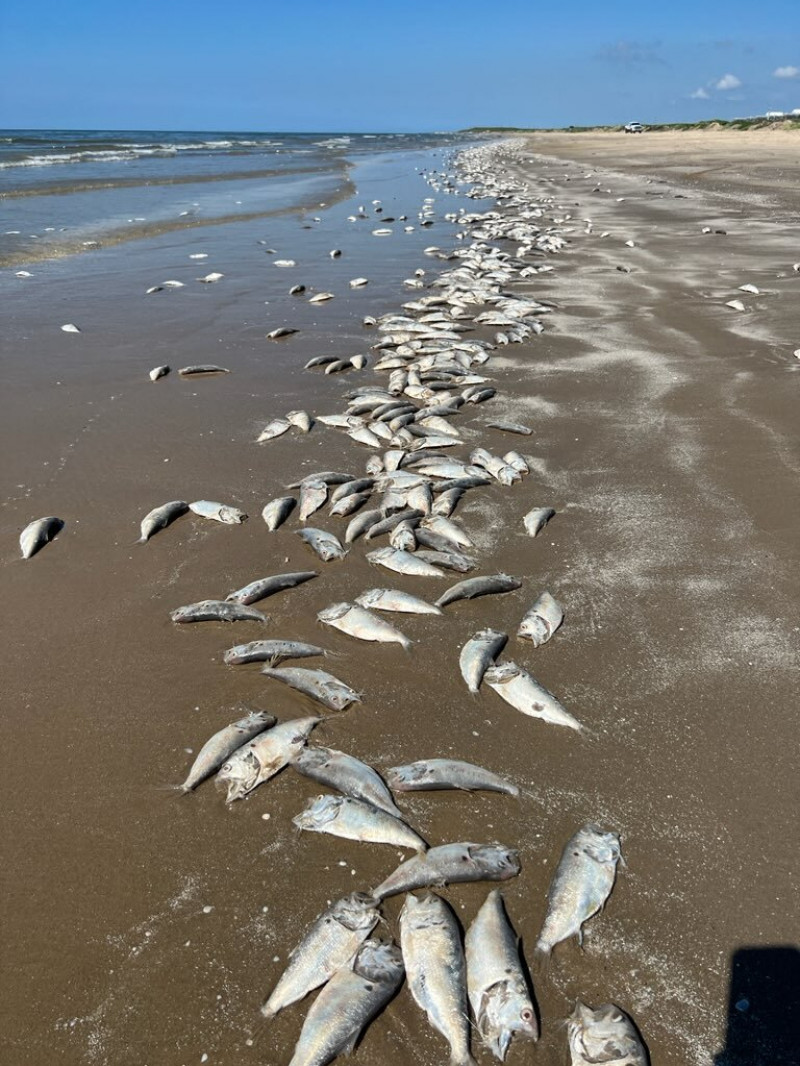 Thousands of fish wash up dead on south coast of US
