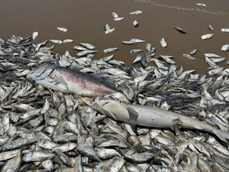 O plajă de pe Coasta Golfului din Texas s-a umplut de pești morți