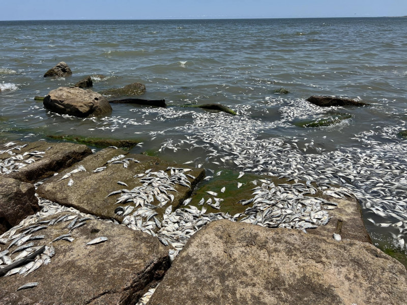 Thousands of fish wash up dead on south coast of US