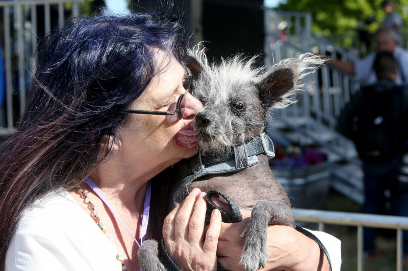 Lookin ruff! The World's Ugliest Dog Contest at the Sonoma-Marin Fair in Petaluma, California.