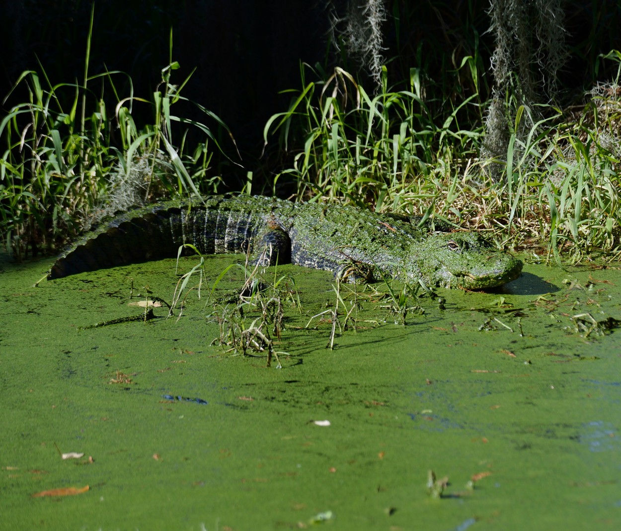 Un băiat de 13 ani din SUA atacat de un aligator spune că a reușit să se salveze lovindu-l în mod repetat în cap