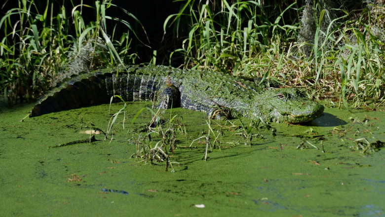 aligator care inoata intr-un rau