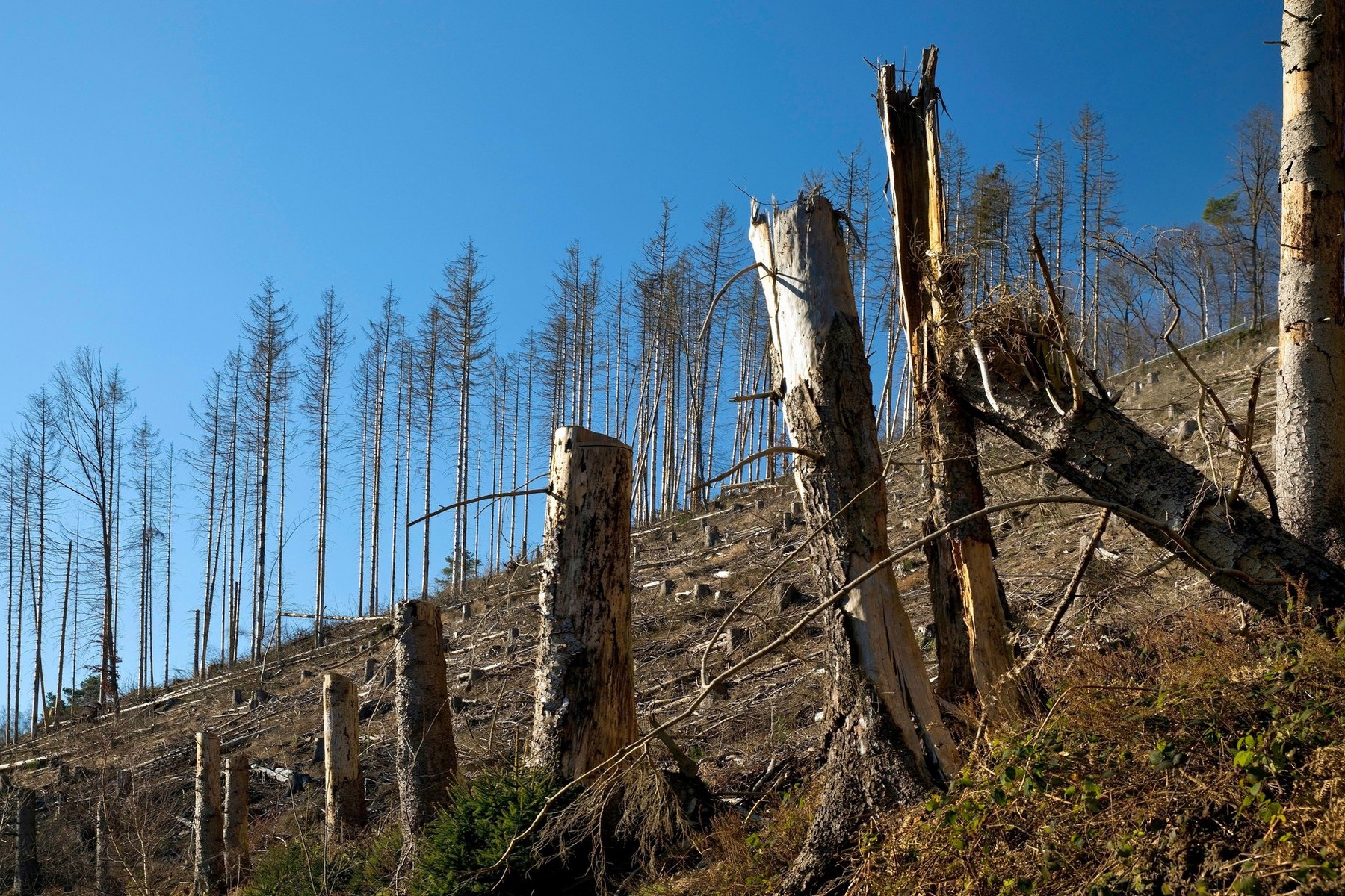 Buzoianu, despre tăierile ilegale din parcuri: „Mult timp autoritățile au închis ochii în fața milionarilor care construiau blocuri”