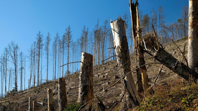 Norway spruce (Picea abies), dead spruces against a blue sky on the Wixberg, forest dieback, Germany, North Rhine-Westphalia, Sauerland, Iserlohn