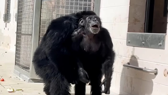 VIDEO Reacția emoționantă a unui cimpanzeu care vede pentru prima dată cerul, după 28 de ani de captivitate