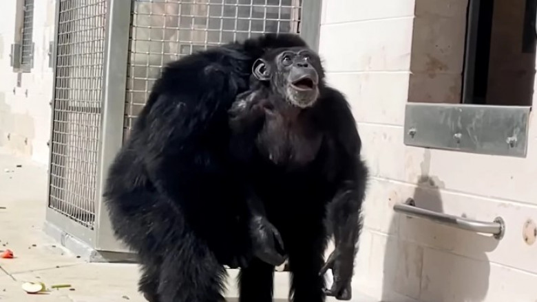 Vanilla, o femelă cimpanzeu, a trăit toată viața în captivitate. Foto: Captură YouTube