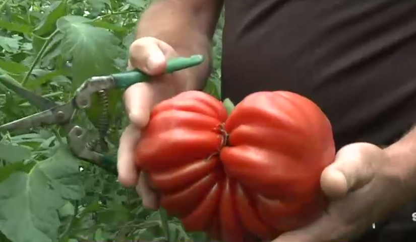 VIDEO. Roșiile-gigant, noul pariu al agricultorilor români, deși unii clienți se feresc de ele. Cu cât sunt vândute în piețe