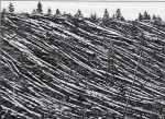 Photograph from the Tunguska event was a large explosion that occurred near the Stony Tunguska River, in what is now Krasnoyarsk Krai, Russia. Dated 1908