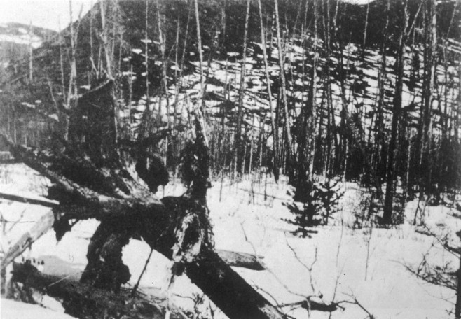 TUNGUSKA TREES