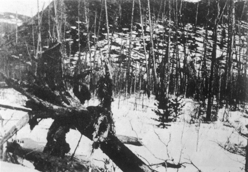 TUNGUSKA TREES