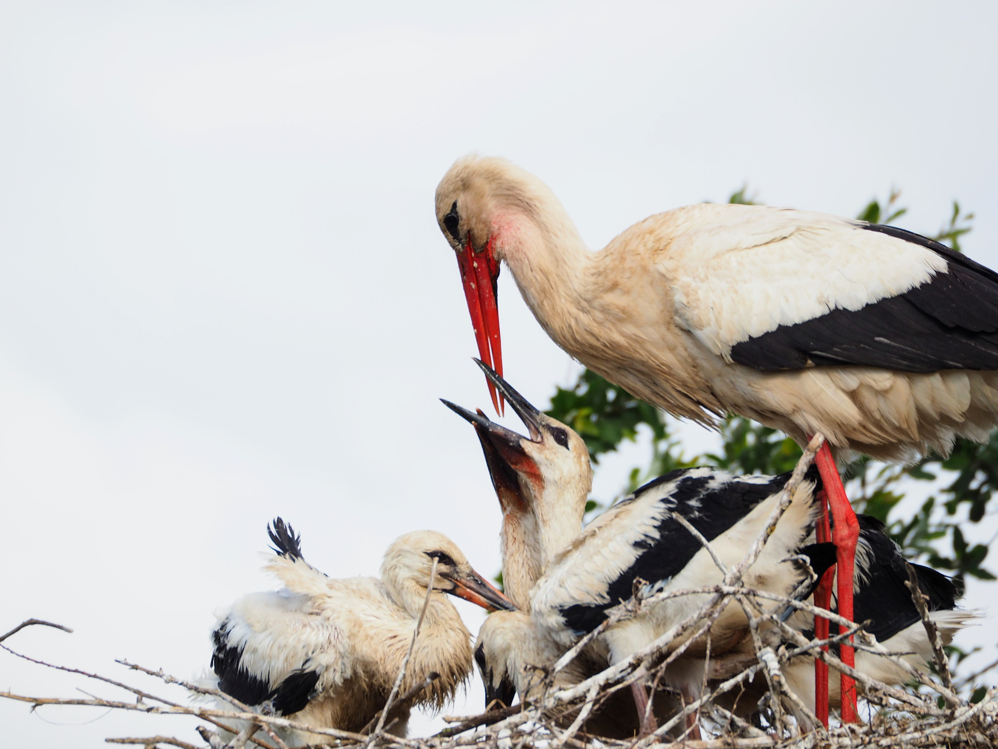 Polițiști lăsați în frig din cauza unui cuib de barză, într-o comună din Cluj. Cum se pedepsește mutarea în condiții necorespunzătoare