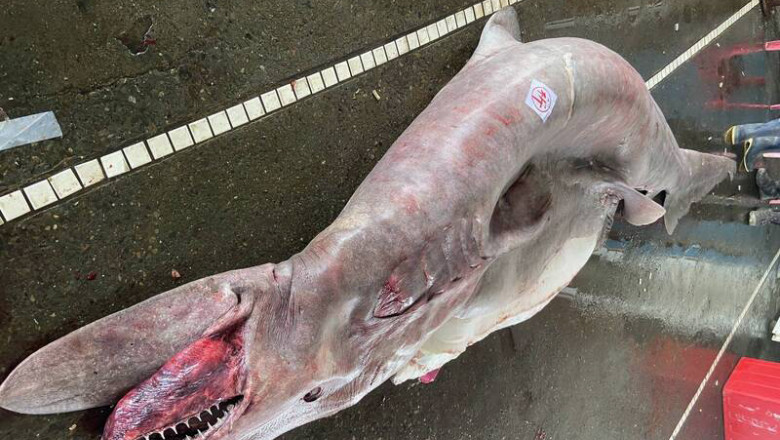 Un grup de pescari din Taiwan a prins un rechin-spiriduș uriaș, de 800 de kilograme.