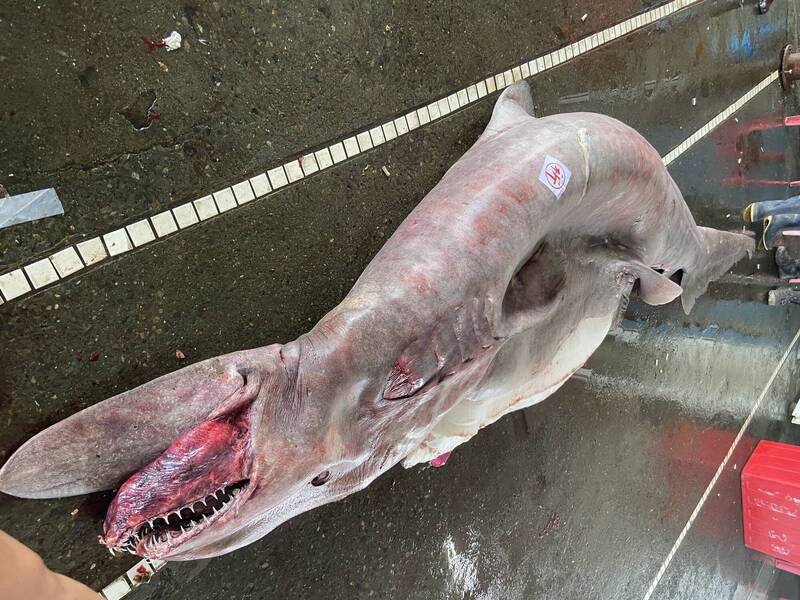VIDEO O creatură marină rară, de peste 800 de kilograme, a fost prinsă de pescari în Taiwan. Când au studiat-o, au mai avut o surpriză