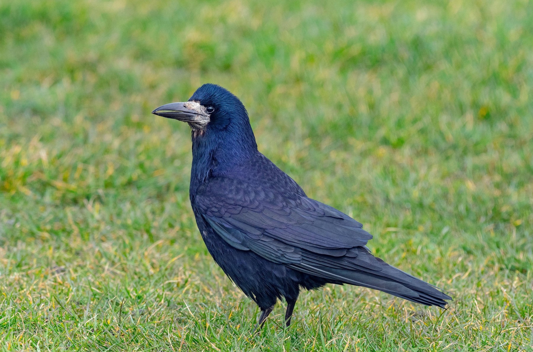 Cioara de semănătură ar putea fi vânată tot anul. Proiect depus de PSD pe modelul reducerii numărului de cormorani