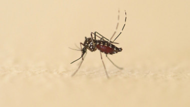 Un țânțar din specia Aedes albopictus care poate transmite febra Dengue este fotografiat în sudul Franței pe 11 iunie 2020.