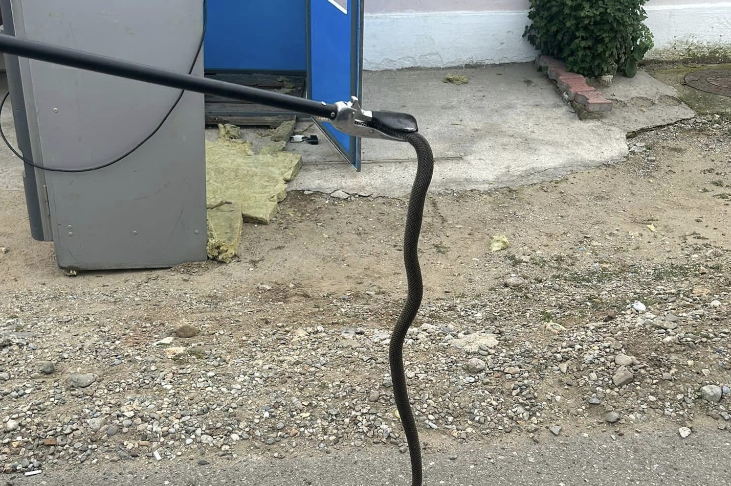 FOTO Un şarpe a fost găsit într-un aparat de cafea dintr-un magazin sătesc din Mehedinți