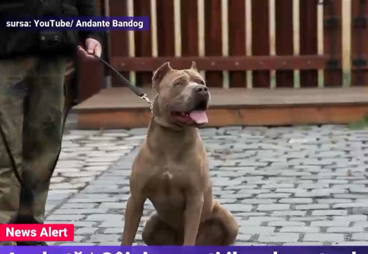 Caz șocant în Craiova. Un medic veterinar ar fi operat ilegal mai mulți câini pentru a-i face mai agresivi la lupte