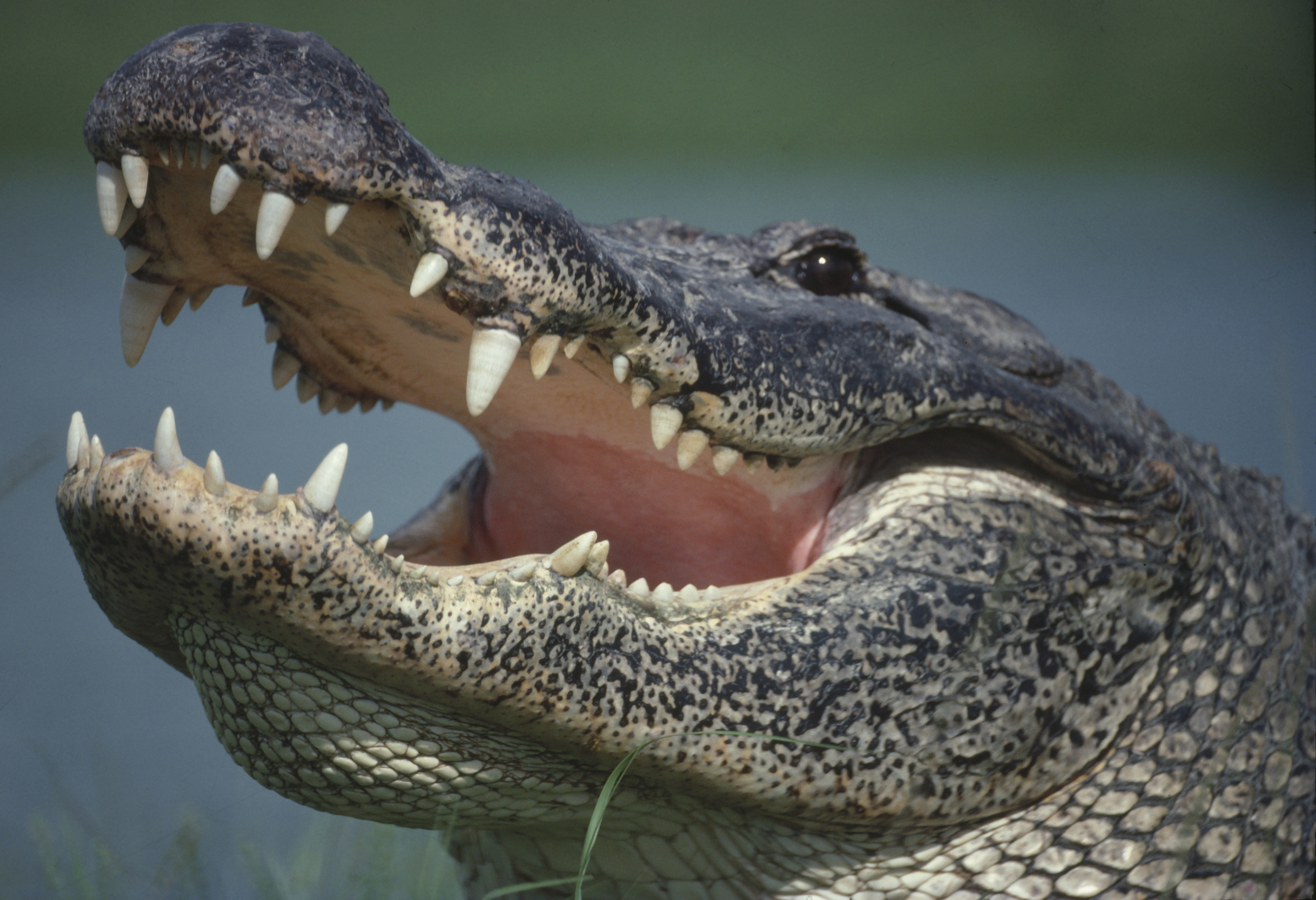 O femeie care și-a scos la plimbare câinele a fost atacată și omorâtă de un aligator, în Carolina de Sud
