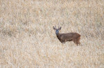 A roe deer is seen in a dry wheat field during a day with high temperatures. The spring of 2023 has broken records in Spain and has become the warmest