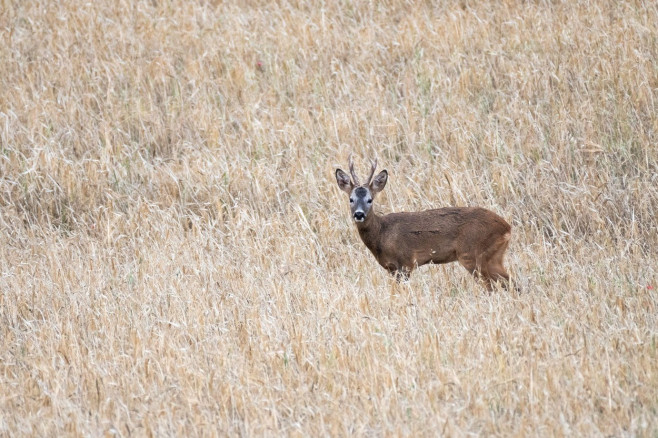 A roe deer is seen in a dry wheat field during a day with high temperatures. The spring of 2023 has broken records in Spain and has become the warmest