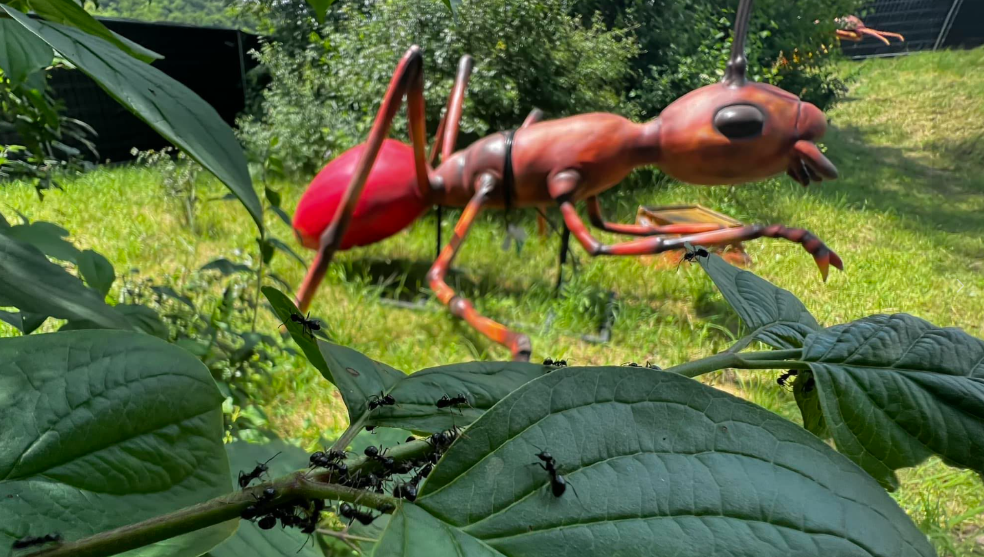 Un parc cu figurine de insecte gigantice se deschide lângă Odorheiu Secuiesc