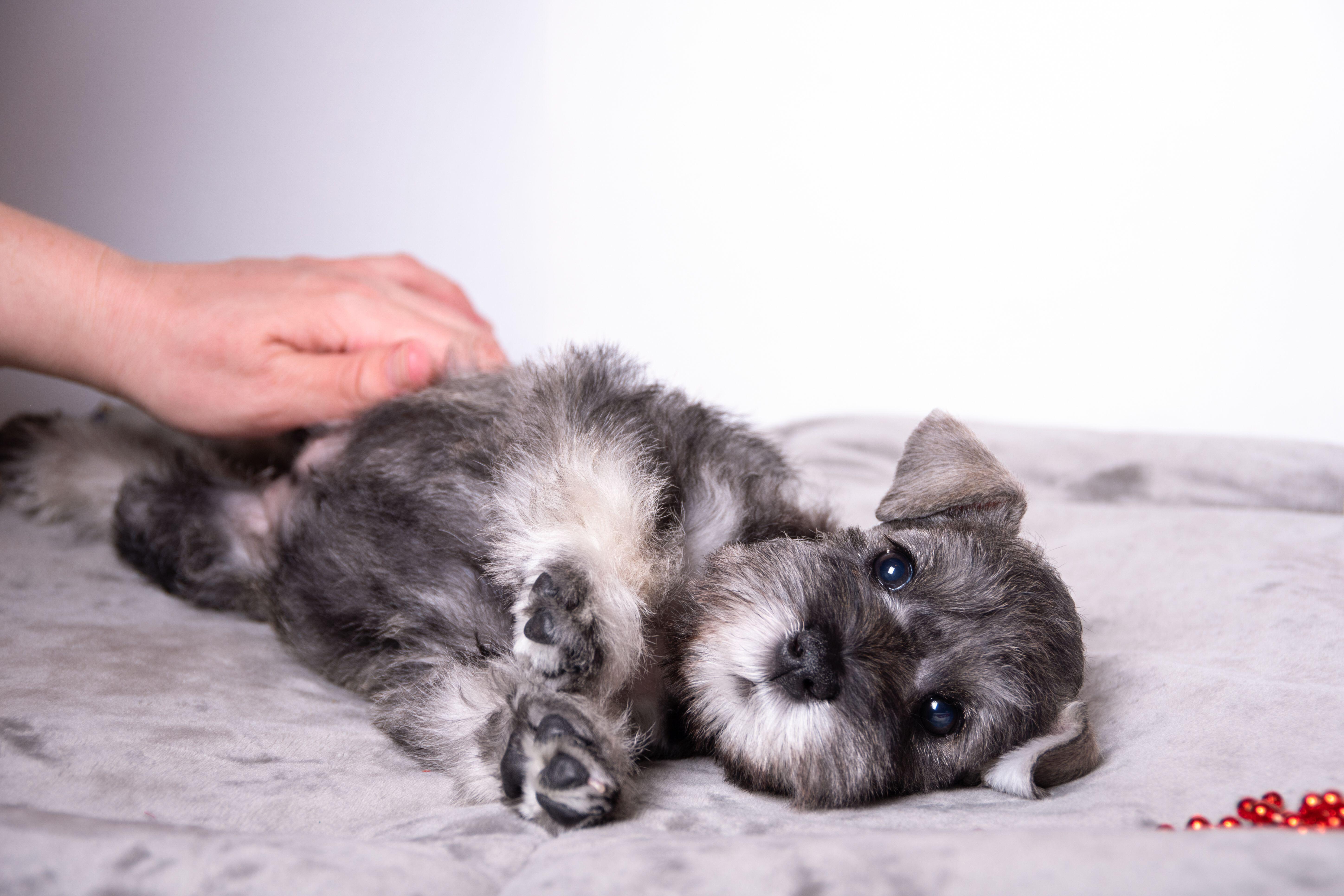 Un spital din Belgia permite animalelor de companie să-şi viziteze stăpânii bolnavi pentru a le ridica moralul