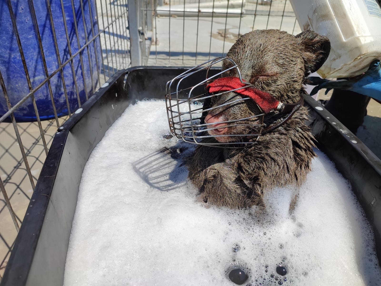 Un câine căzut într-o cisternă îngropată, în care se afla un amestec de ulei și combustibil, a fost salvat de doi tineri