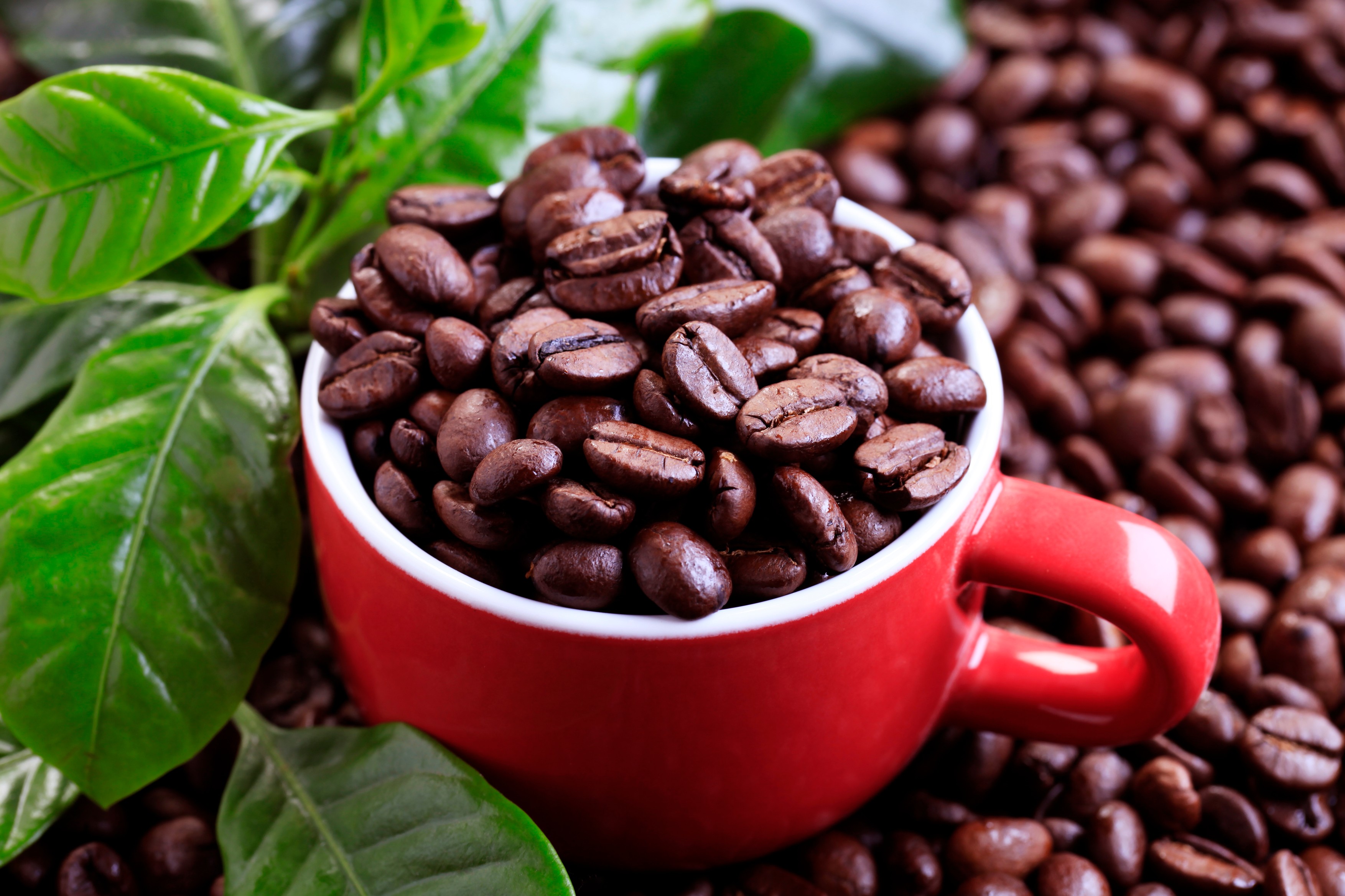 Prețul cafelei va scădea începând de anul viitor, spune președintele Lavazza 