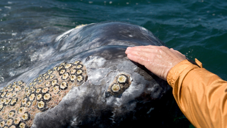 Gray Whale - 'Friendly' gray whale, a whale watcher