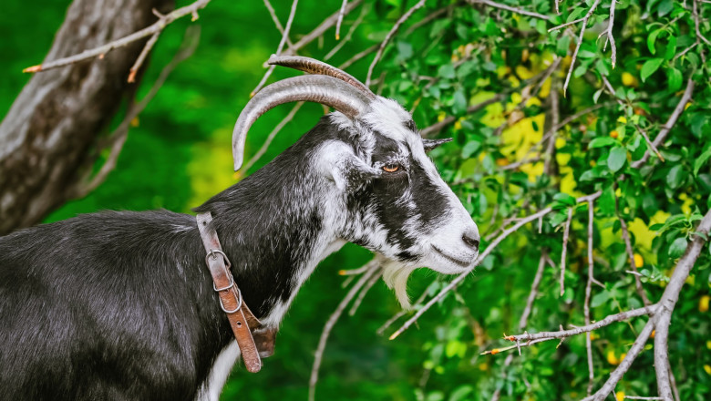 Portrait of the billy goat with horns