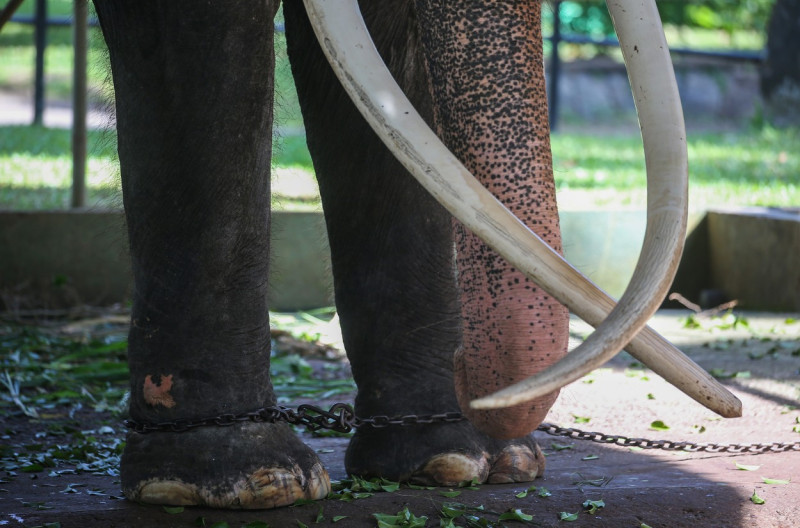Thai Tusker Sak Surin Or Muthu Raja At The Dehiwala Zoo In Colombo, Sri Lanka - 30 Jun 2023