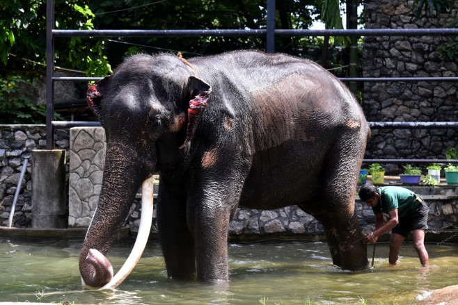Sri Lanka: Thai Tusker Muthu Raja will be back home