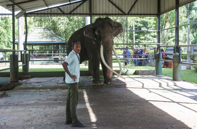 Thai Tusker Sak Surin Or Muthu Raja At The Dehiwala Zoo In Colombo, Sri Lanka - 30 Jun 2023
