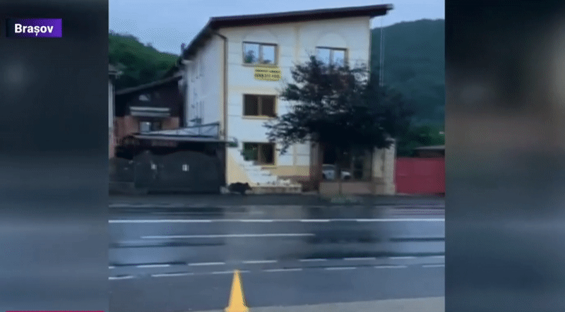VIDEO: 5 mistreți aleargă pe trotuar în Brașov. Motivul pentru care animalele sălbatice apar des în zonă