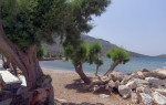 Tamarisk trees at the beach at Agios Antonios,Tilos, Dodecanese, Greece. May 2022.. Spring