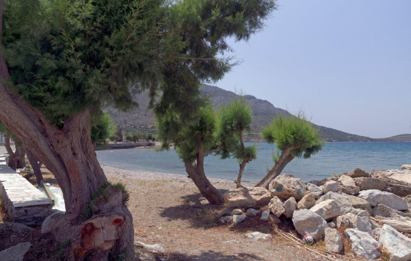 Tamarisk trees at the beach at Agios Antonios,Tilos, Dodecanese, Greece. May 2022.. Spring