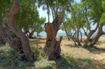 Tamarisk trees, Eristos Beach, Tilos island, Dodecanese, Greece, EU