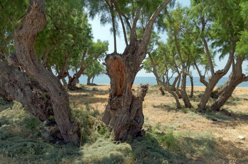 Tamarisk trees, Eristos Beach, Tilos island, Dodecanese, Greece, EU