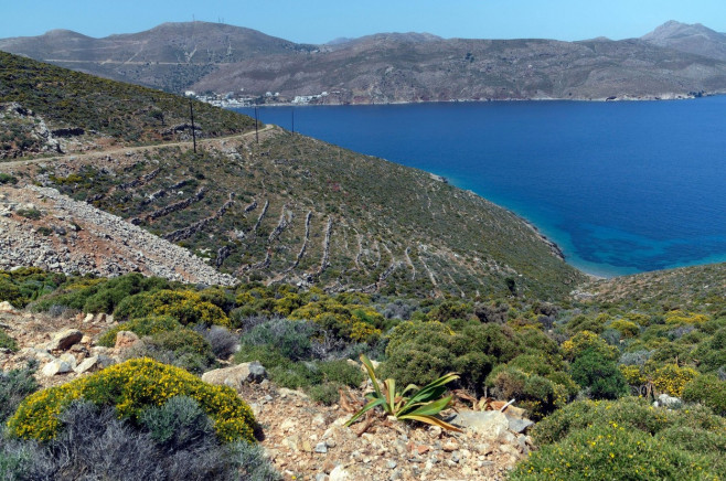 Hillside showing old terraced fields, Tilos island, Dodecanese, Greece, EU