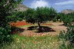 Olive grove and poppies, Eristos Valley,Tilos, Dodecanese islands, Southern Aegean, Greece.