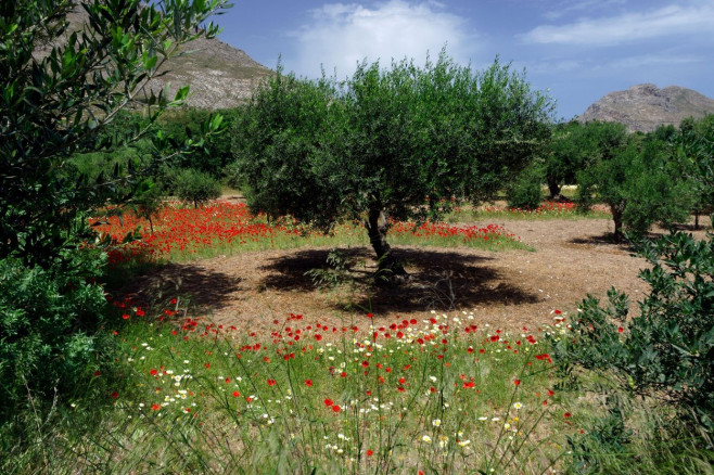 Olive grove and poppies, Eristos Valley,Tilos, Dodecanese islands, Southern Aegean, Greece.