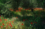 Olive grove and poppies, Eristos Valley,Tilos, Dodecanese islands, Southern Aegean, Greece.